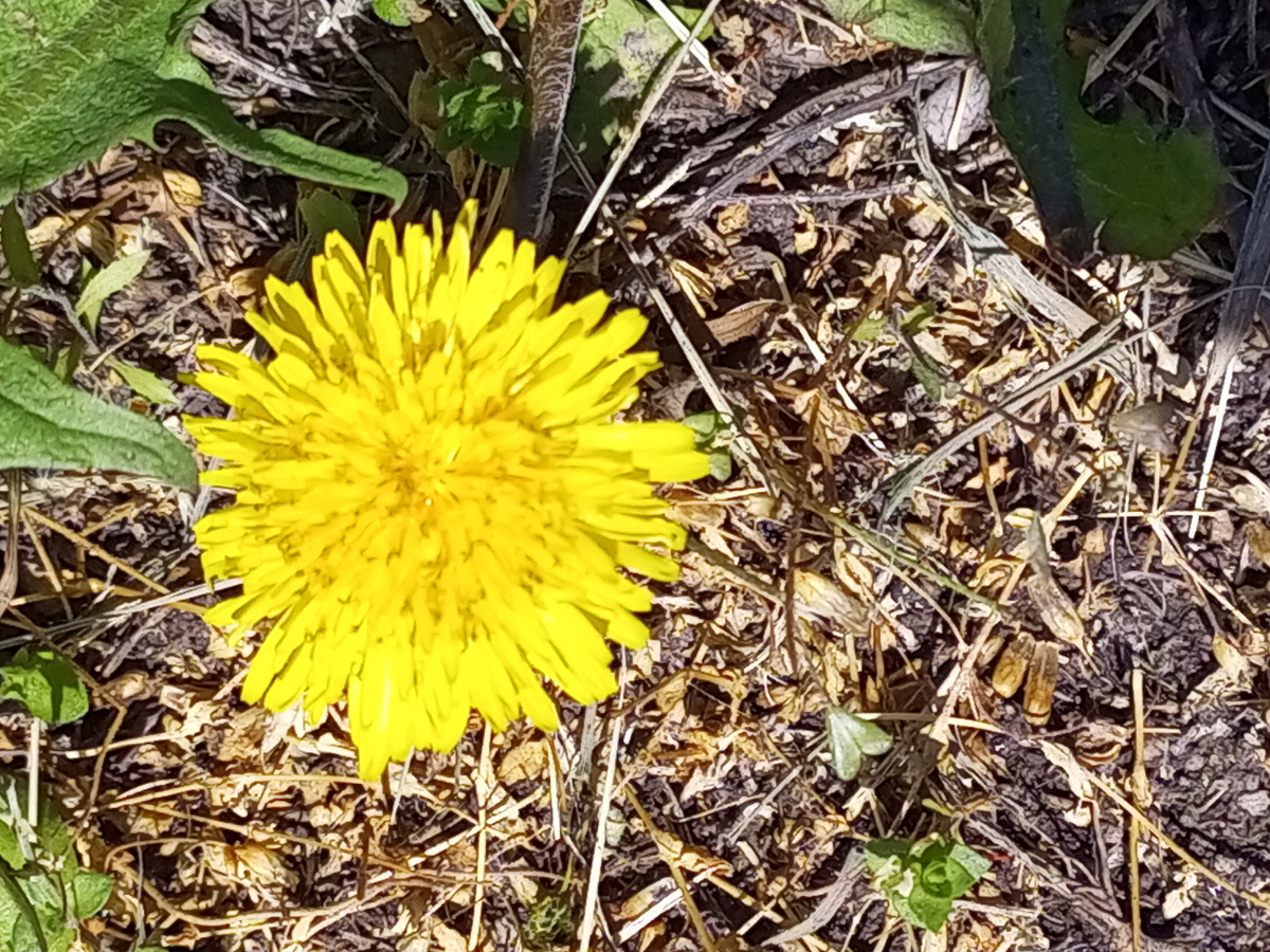 Одуванчики цветут.