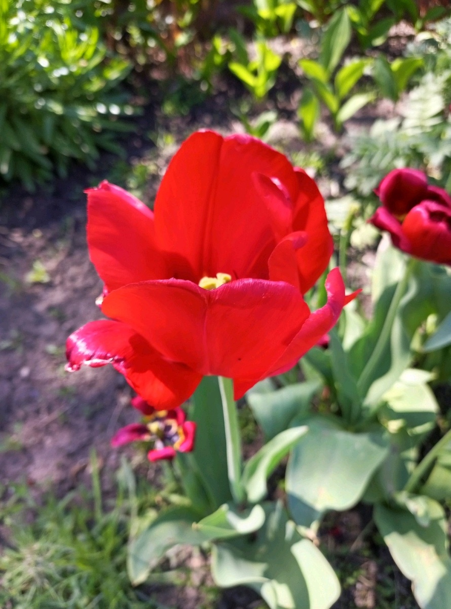 Тюльпаны уже отцветают.