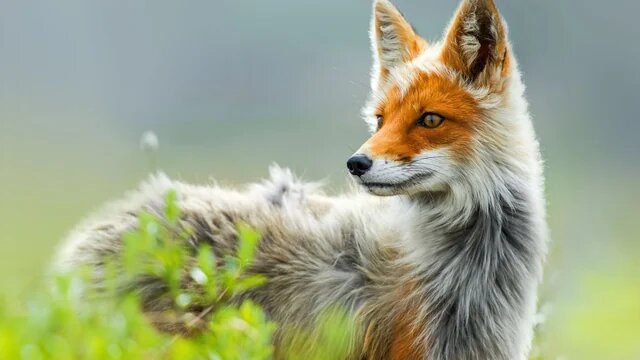 Лисы: пушистые проказники с интеллектом магистра и настоящим чувством юмора
