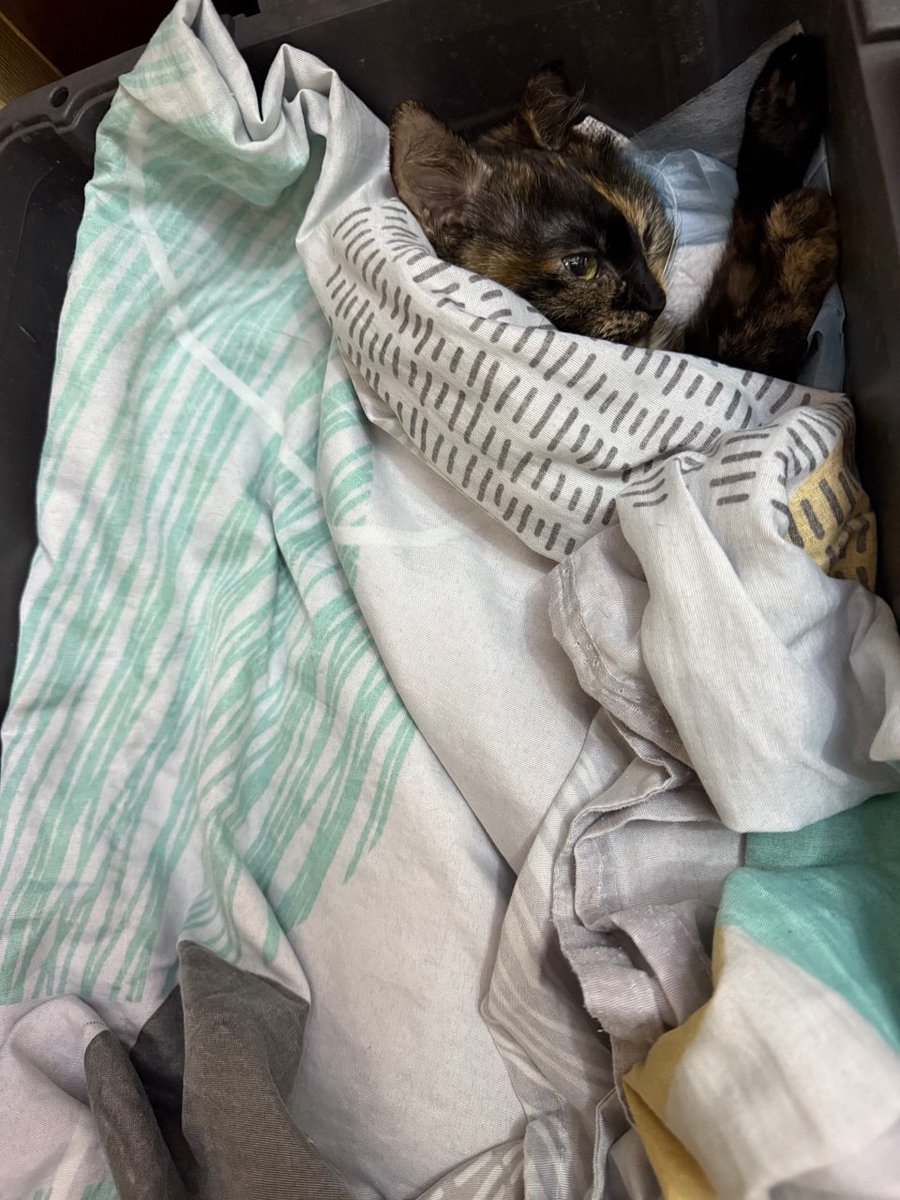 Алиса после опреации спит с открытыми глазами. Глазки мы периодически увлажняли каплями.