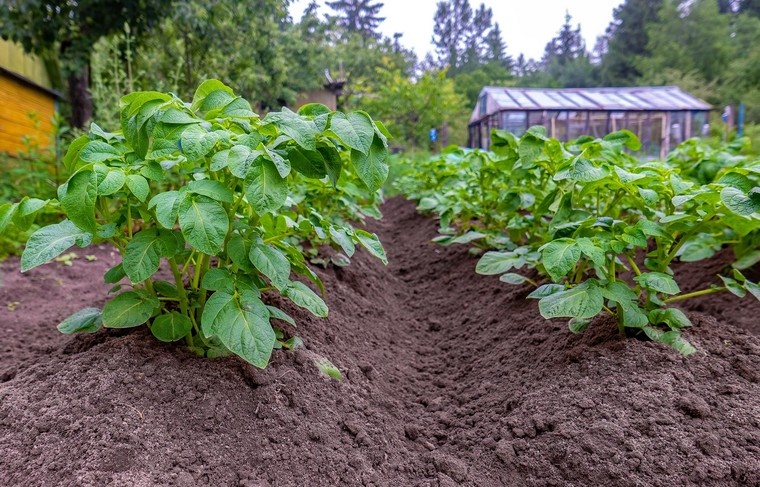    Shutterstock/FOTODOM