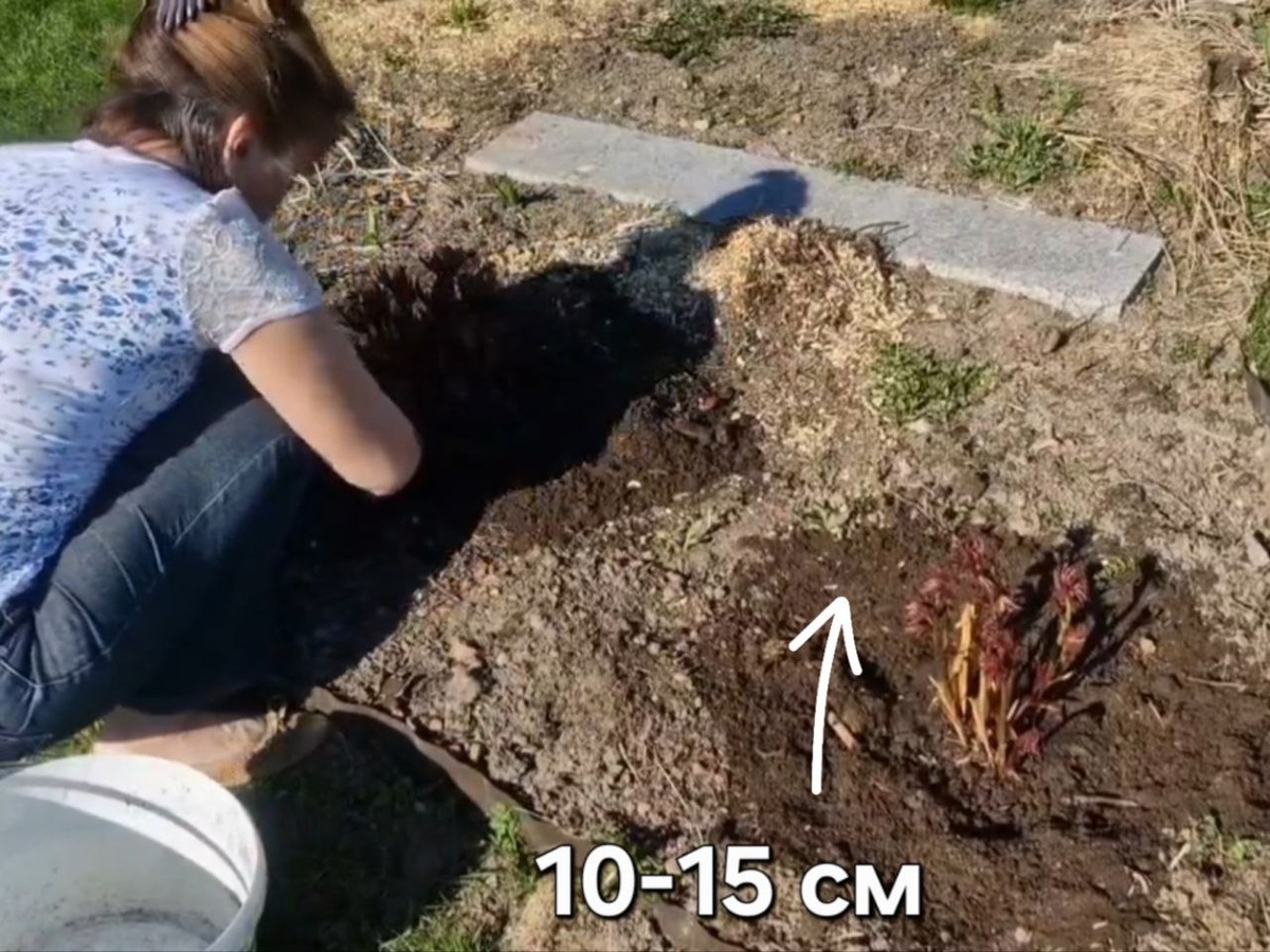 До распускания листьев