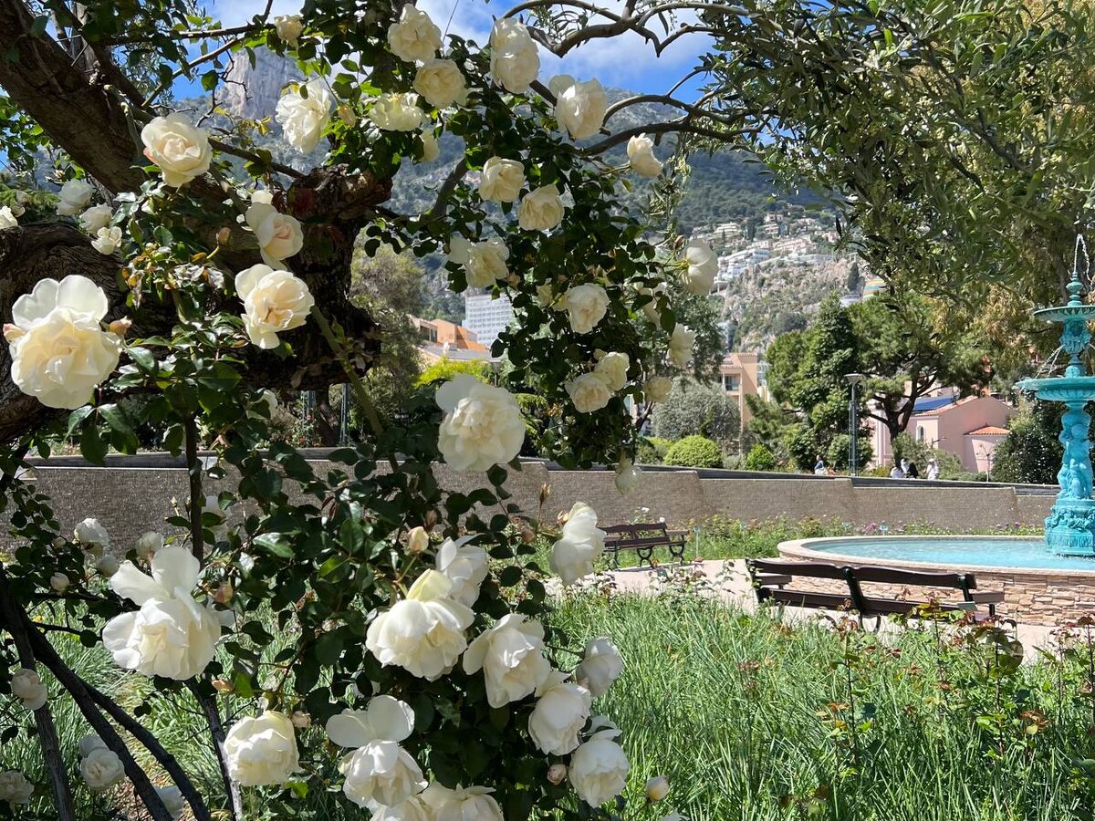 Розарий Грейс Келли