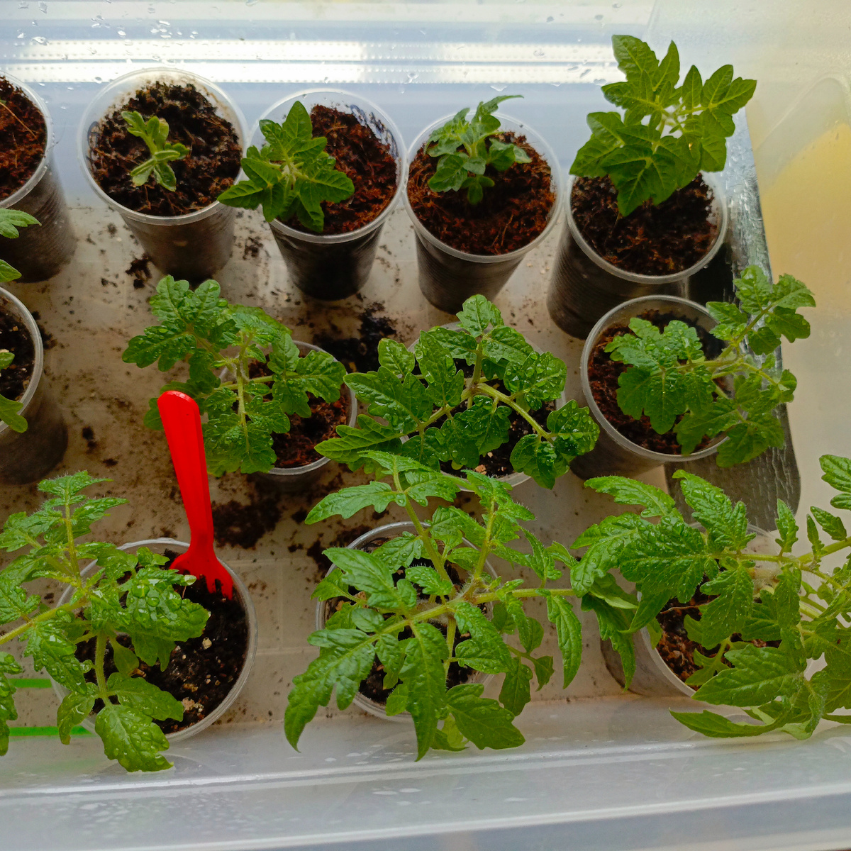 Можно сказать, что рассада выросла почти в 2 раза с прошлой публикации.