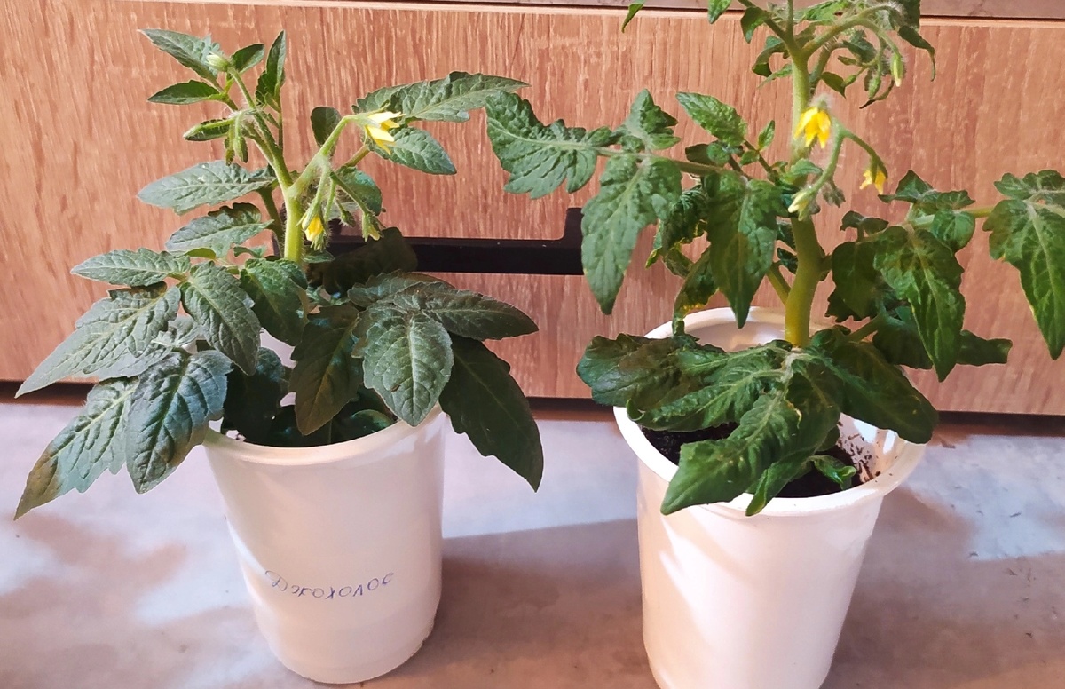 Джохолос, которому всего 2,5 месяца