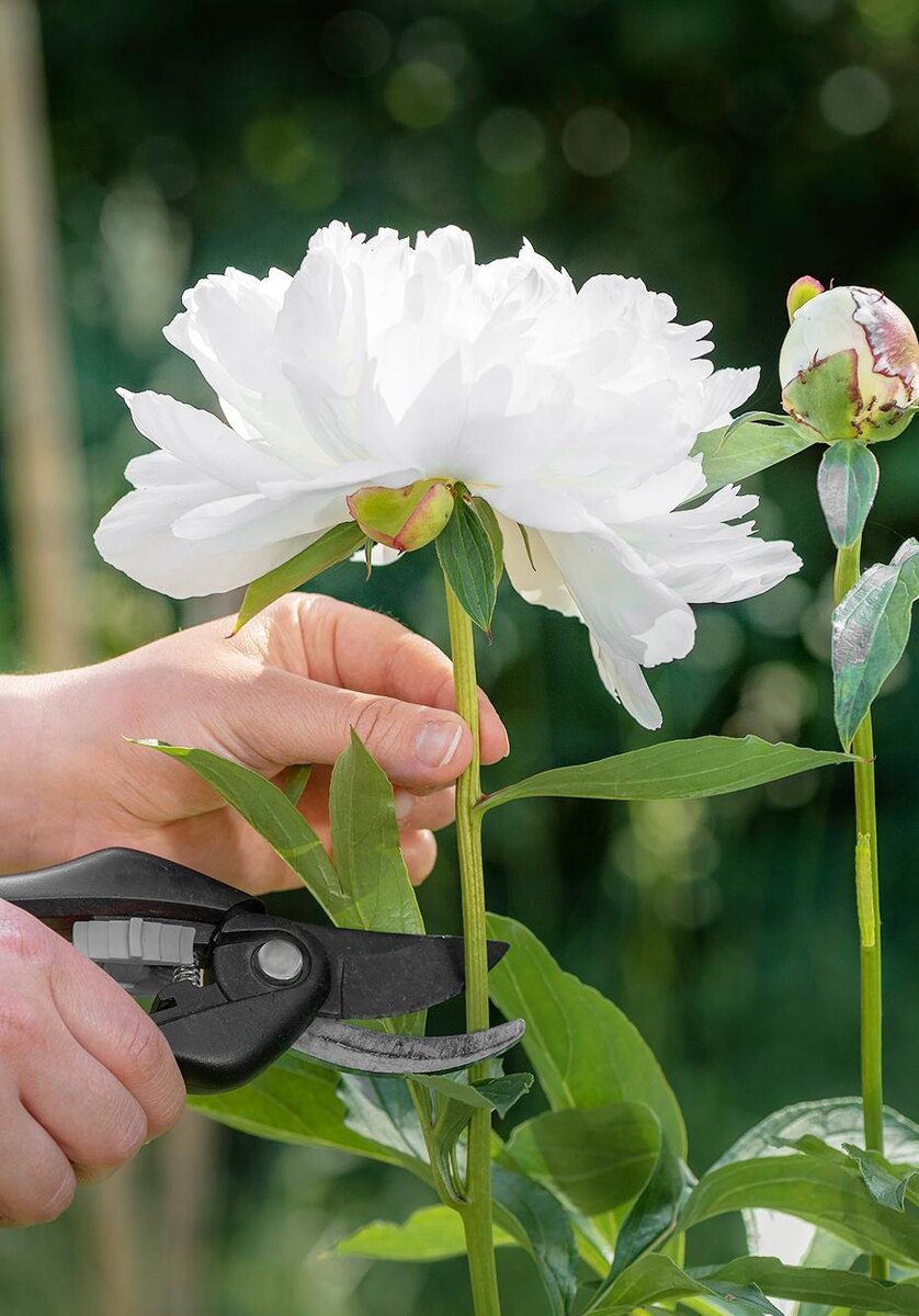    Shutterstock/FOTODOM