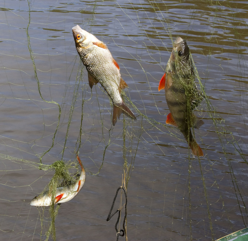    В Ханты-Мансийске рассказали о планах по профилактике браконьерства во время весеннего нереста