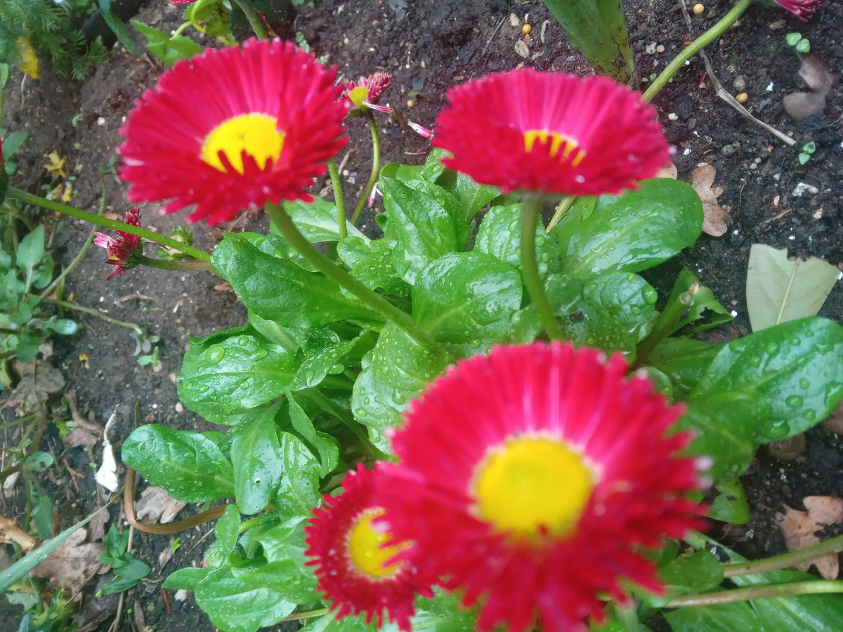 Маргаритки