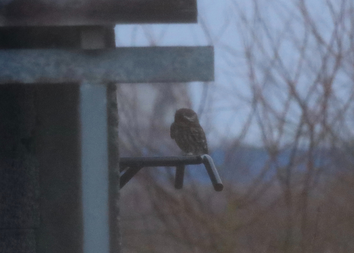У нас тут сычики живут, появляются только с сумерками. Пока это лучшее фото