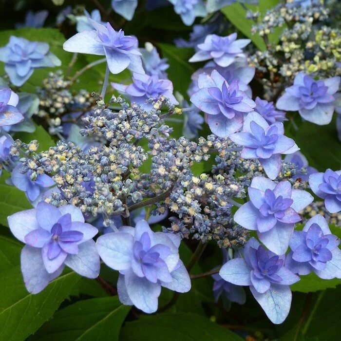 фото из интернета