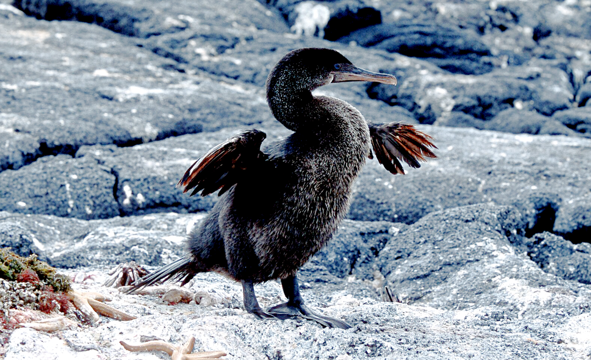 Лат. Nannopterum harris. Источник фото: stock.adobe.com