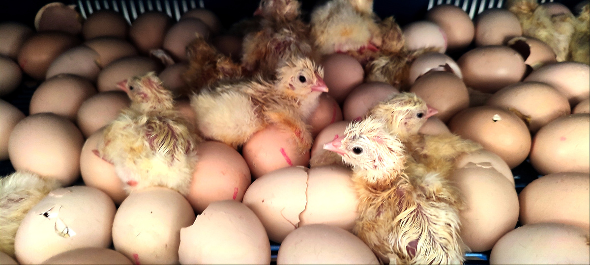 Процесс пошёл... 