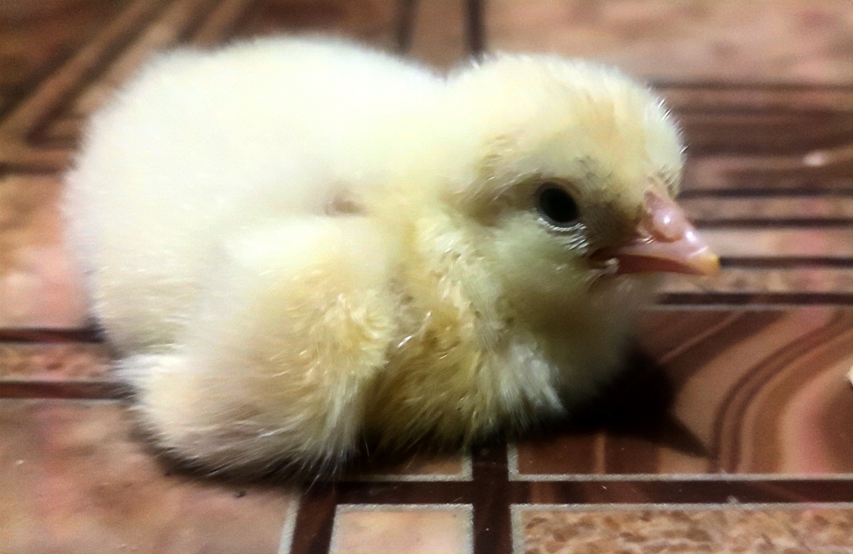 Вот такие жёлтые комочки 😊