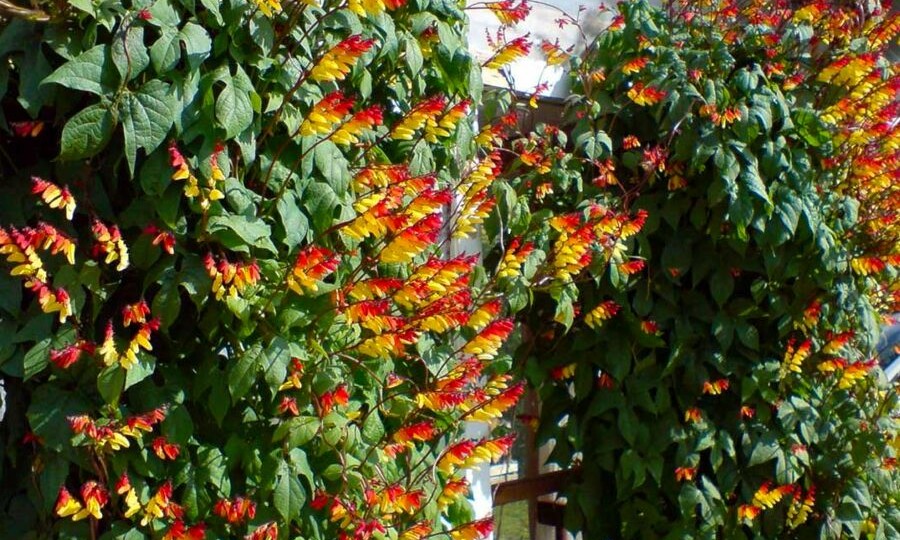 7 удивительных цветущих лиан для преображения вашего сада и балкона