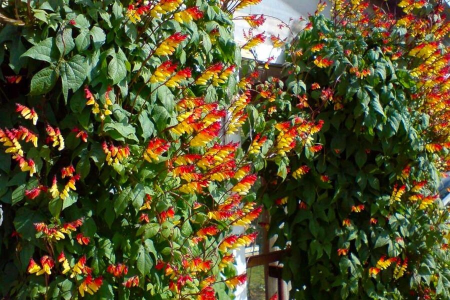 Ипомея лопастная