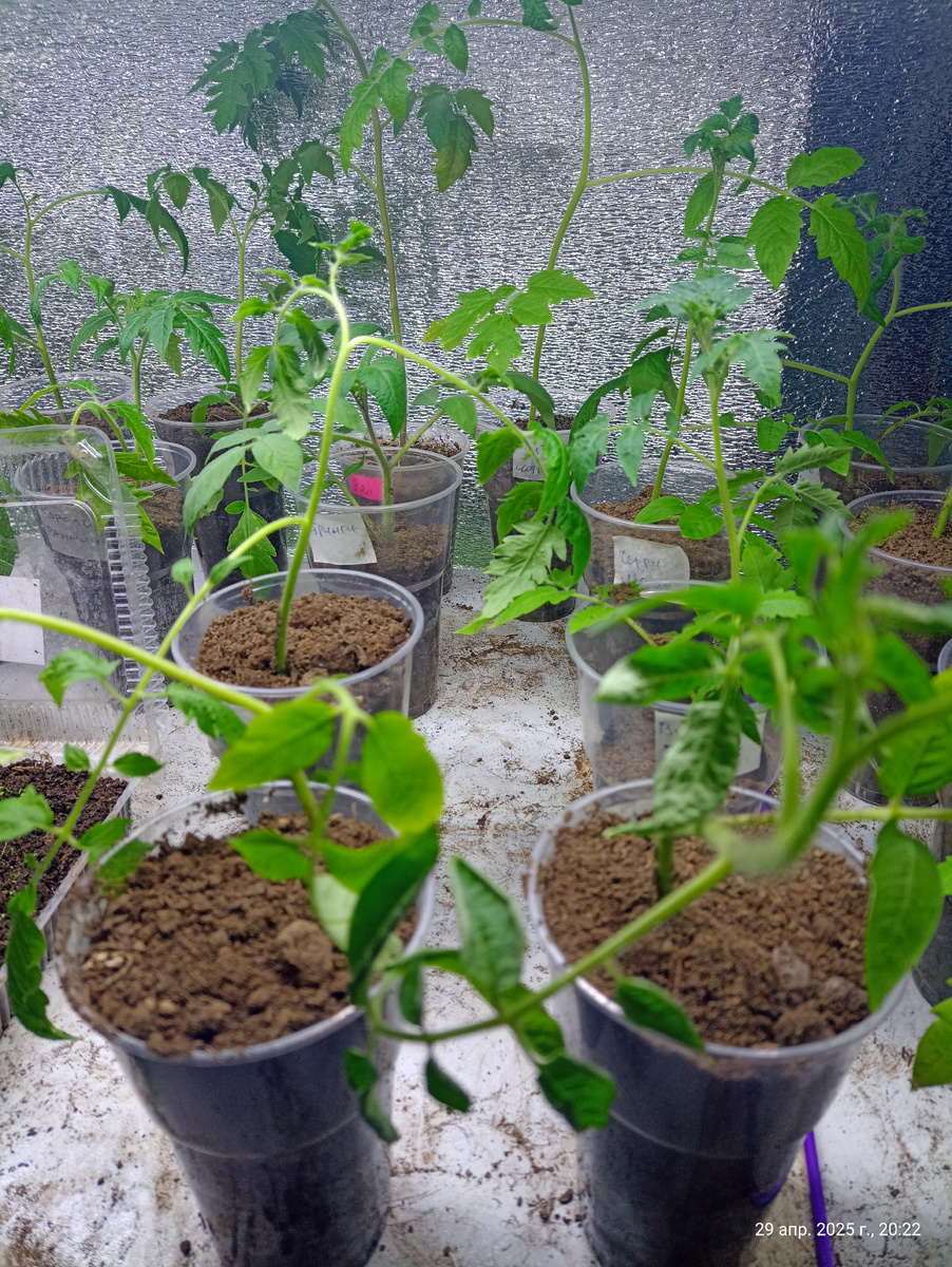 Моё. Вершки пепесажены в стаканы.