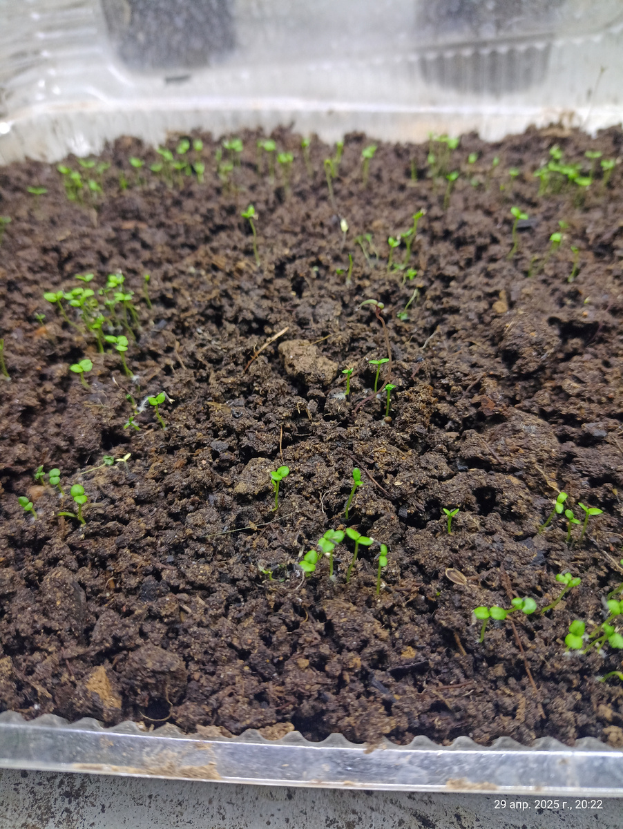 Агератум взошёл. 