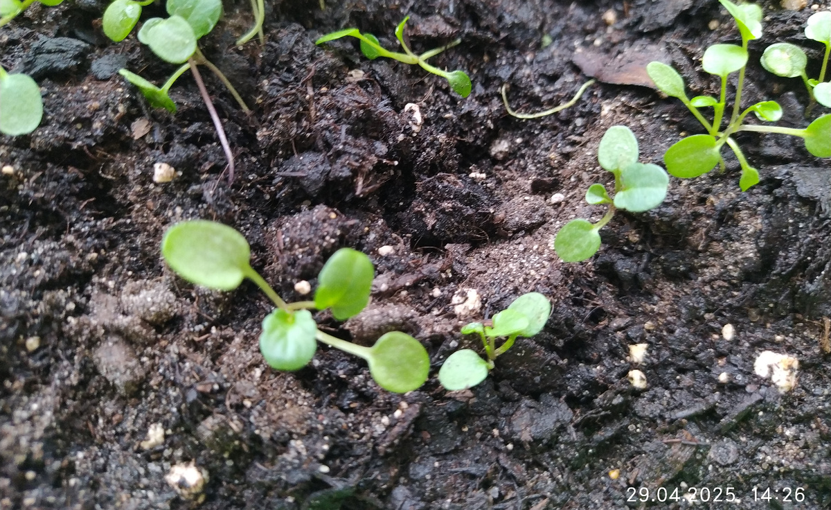 Мои подросшие Анютины глазки (Виола) 