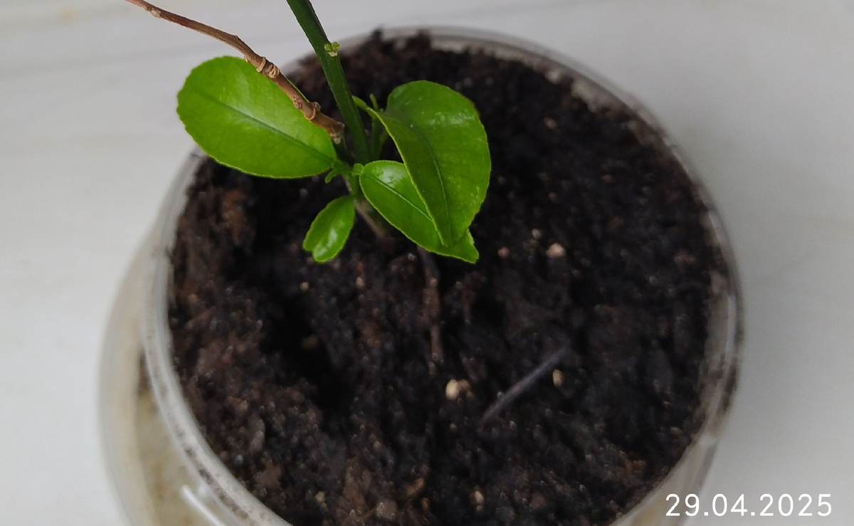 Растёт наш неизвестный куст Точнее деревце