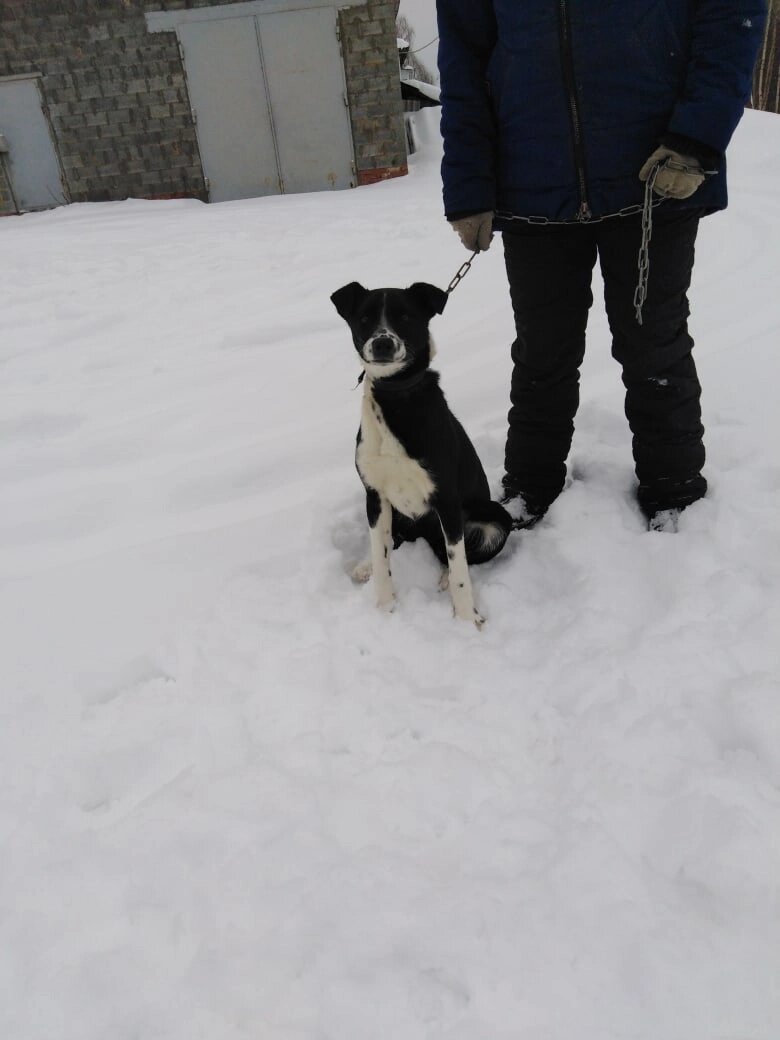 Здесь Асе один год