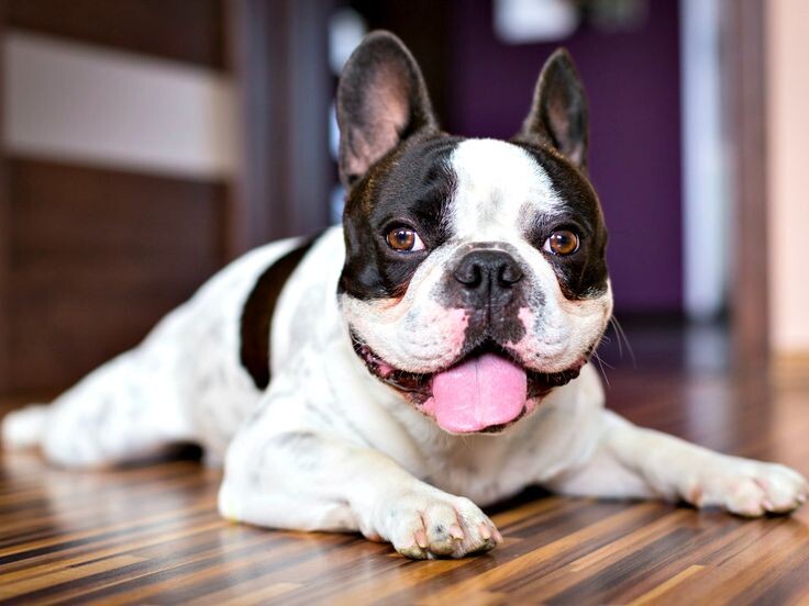 источник фото: https://i.pinimg.com/736x/f7/14/4d/f7144db1ffbb3dc5aca4569827eae532.jpg