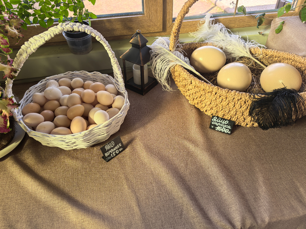 Страусиные яйца в продаже за 1600 руб/шт