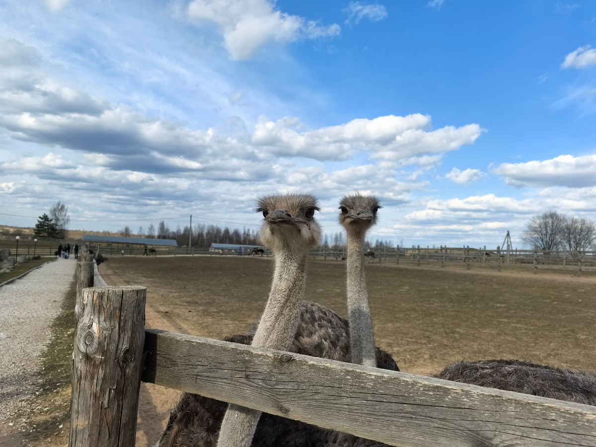 - Где наша еда?