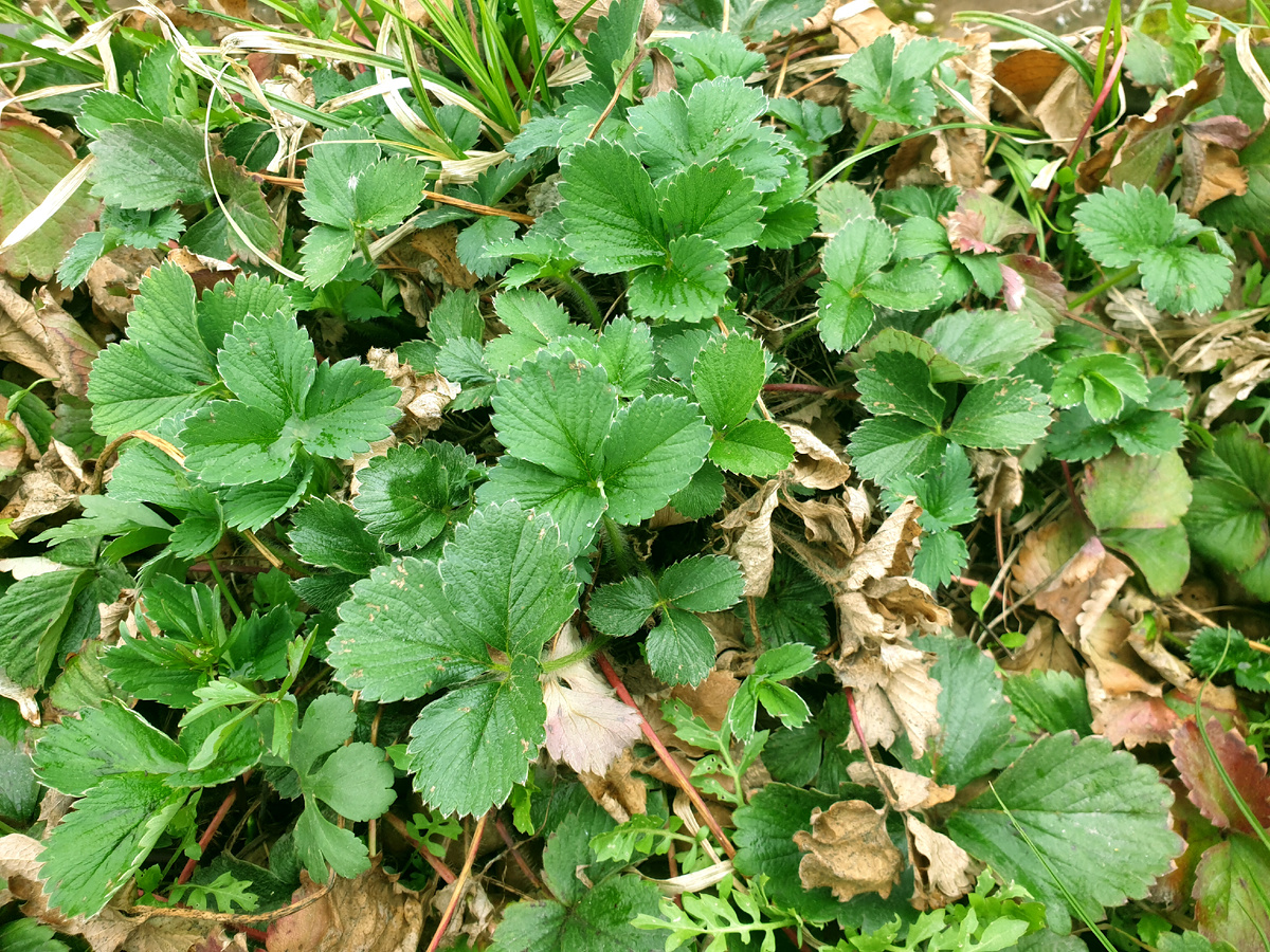 Вот так она выглядит после зимы. 