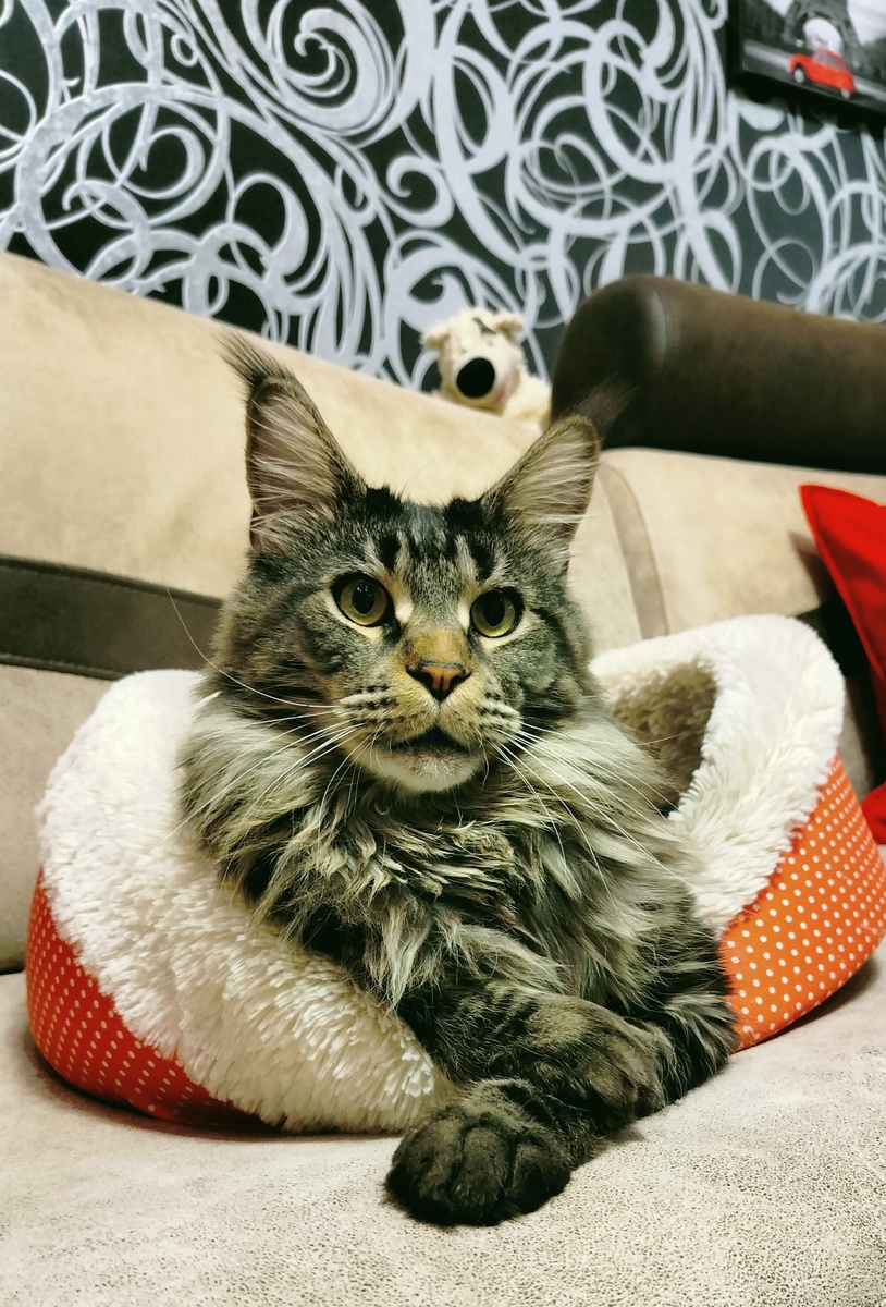 Маловата лежаночка 😸