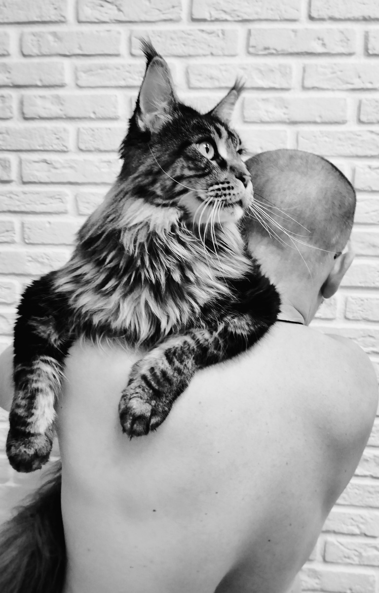 Папин Любимчик, Саймон Саймонович 🤗