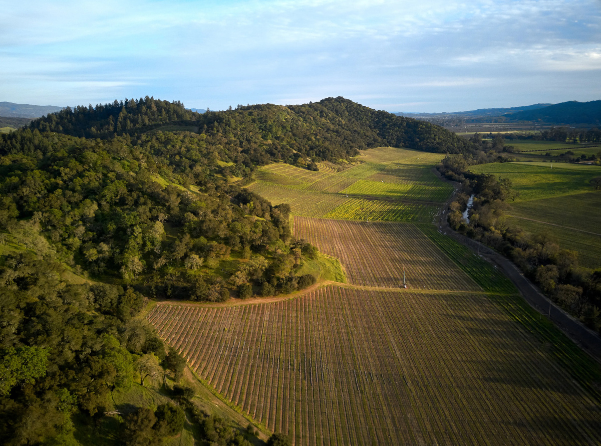 Виноградник Silverado в AVA Stags Leap. Долина Напа, Калифорния, США