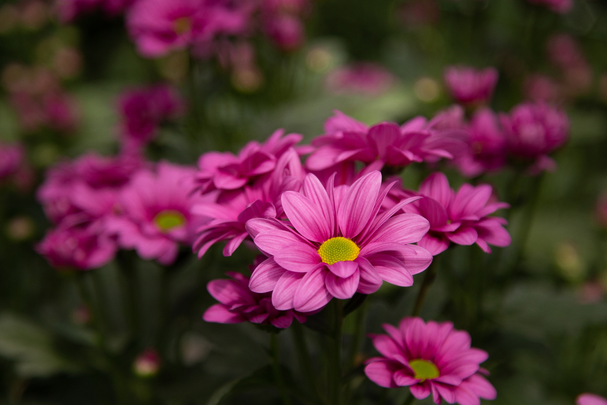 Хризантема "Веревкин Хутор"