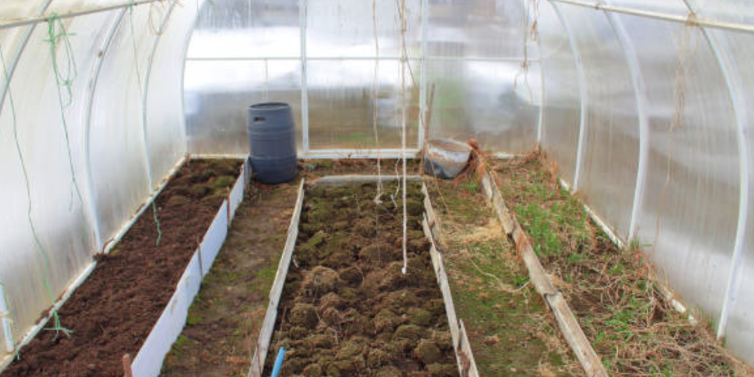 Почему позеленела земля в теплице и что с этим делать.