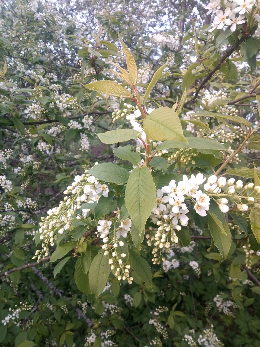 Цветущая черёмуха в Ивушках - Любимовка