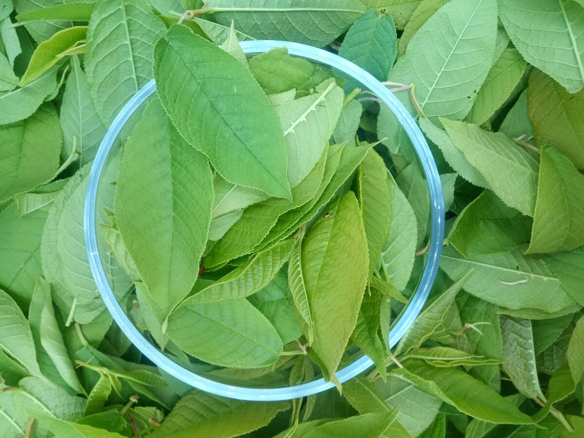 Свежесобранный лист черёмухи