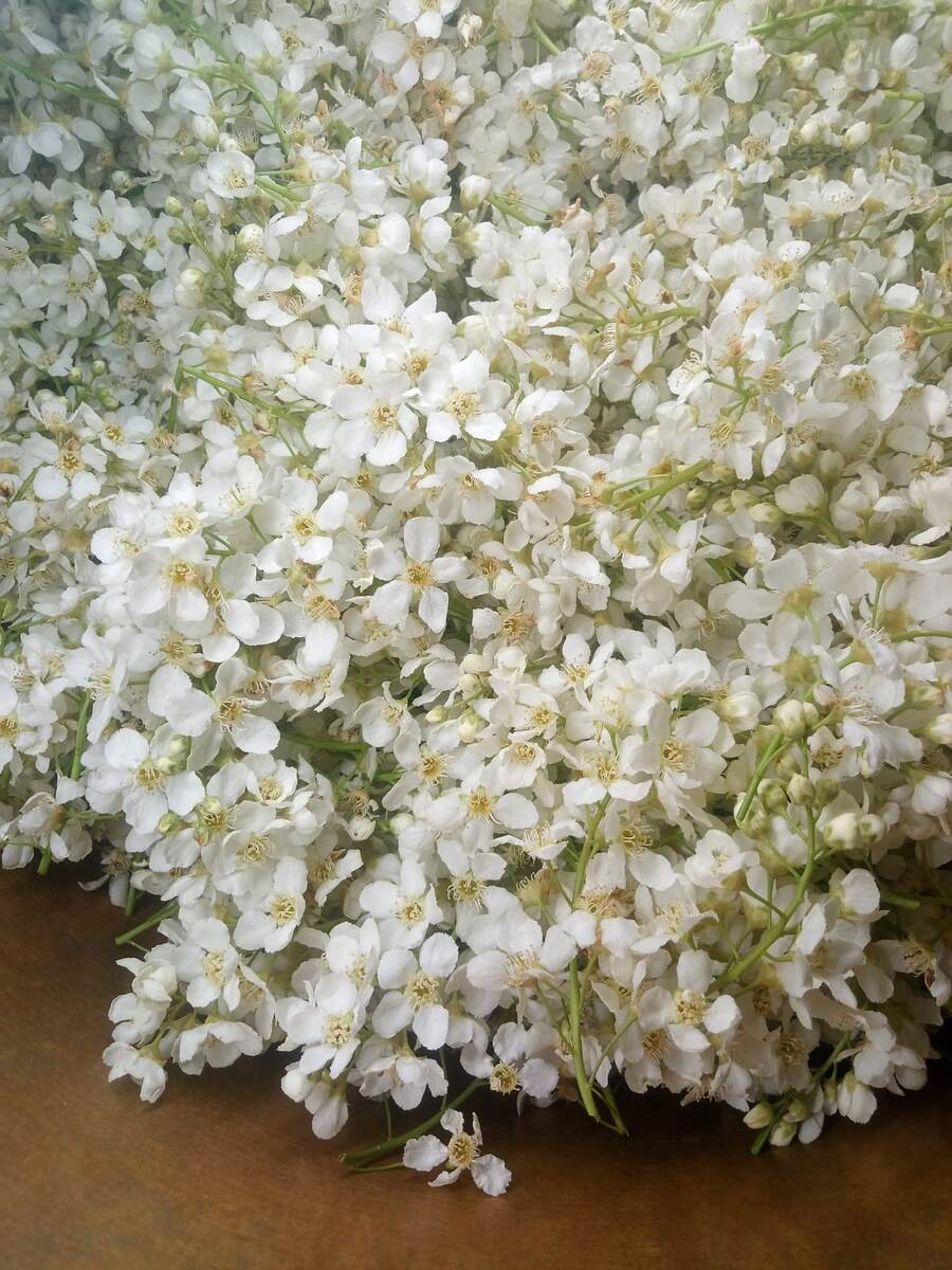 Свежесобранный цвет черёмухи