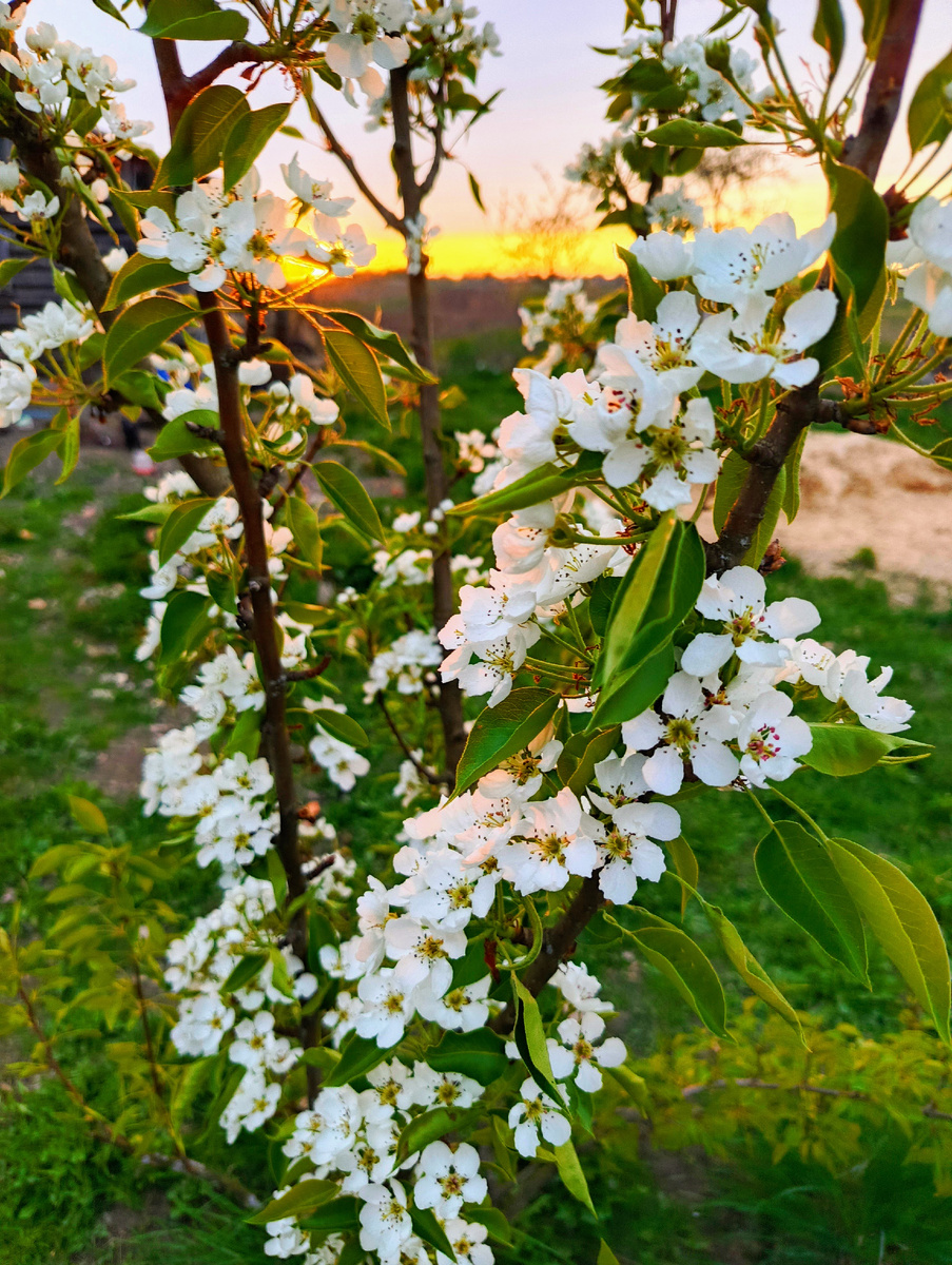 Груша, посаженная папой🙏🙏🙏