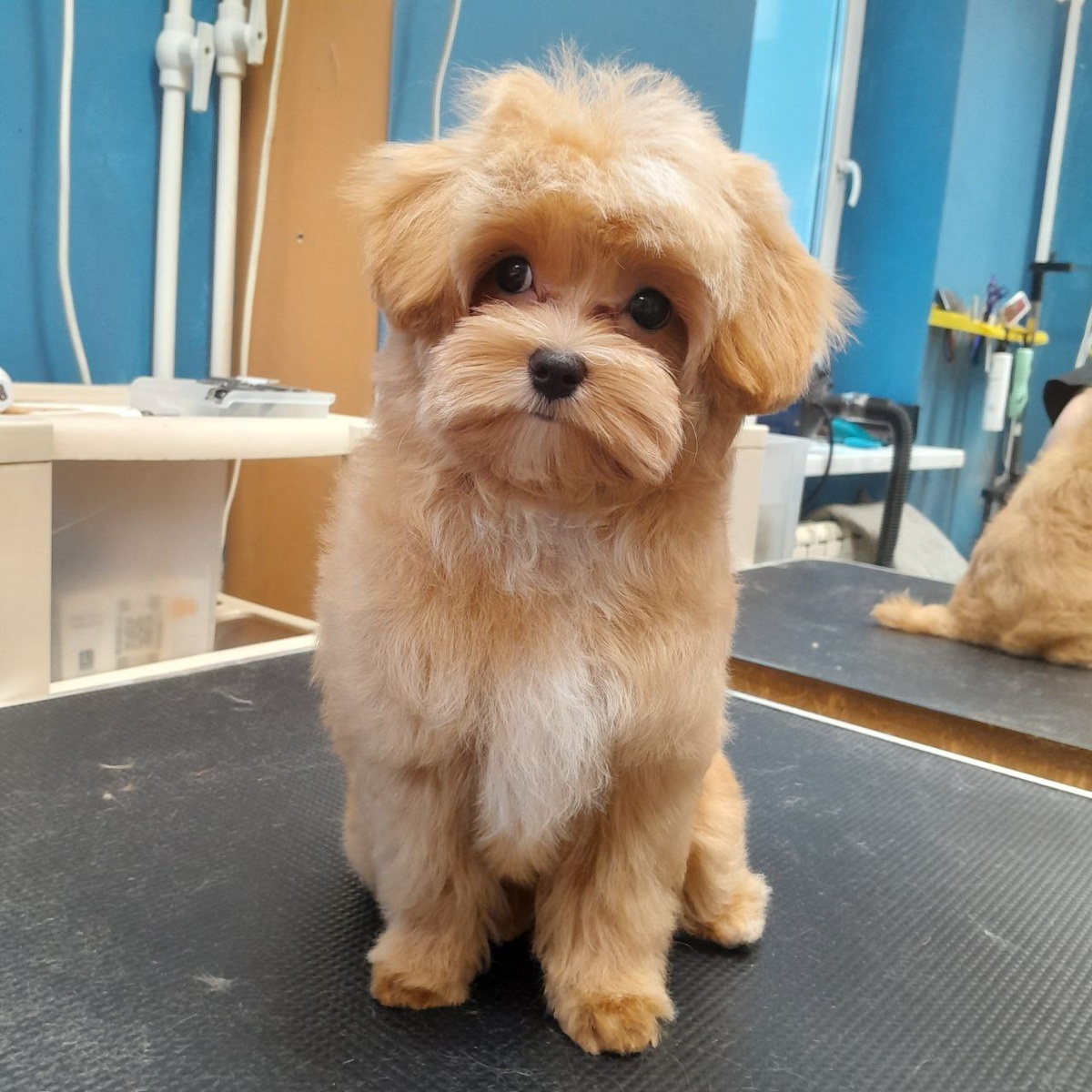 Щеночек до 6 месяцев на первом гигиеническом комплексе