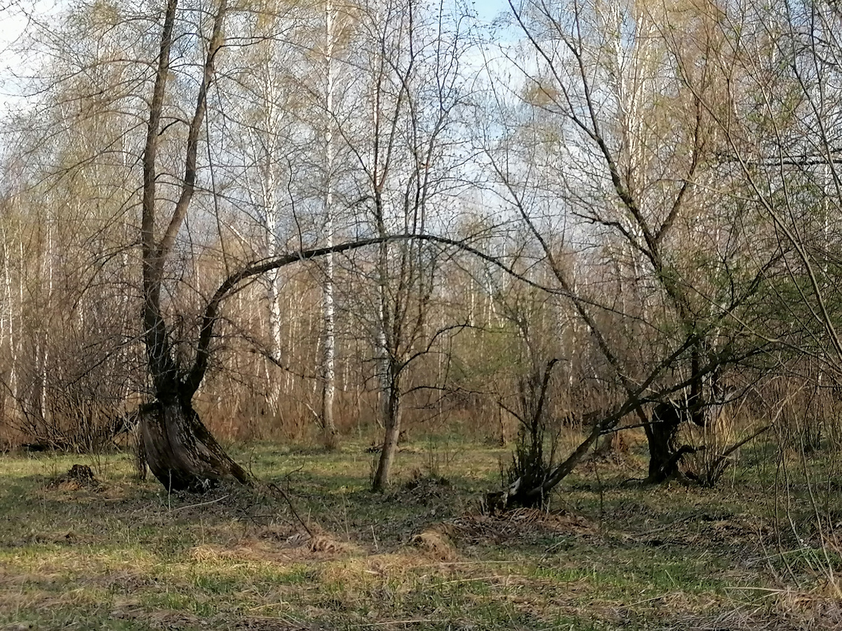 В десяти метрах от дома. Весенний лес.