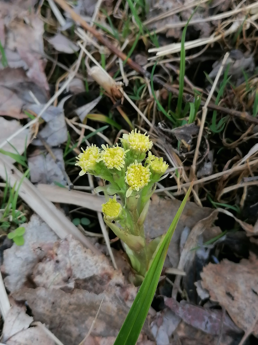 Ещё первоцветы.