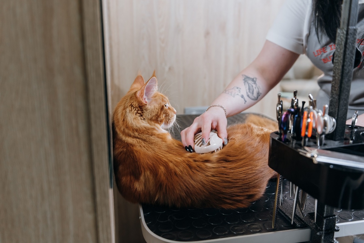 В грумерской Muzzle все котики мурчат