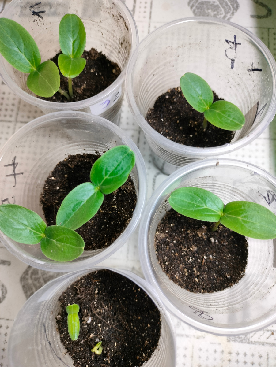 Фото автора. Проклюнувшиеся семена огурцоа