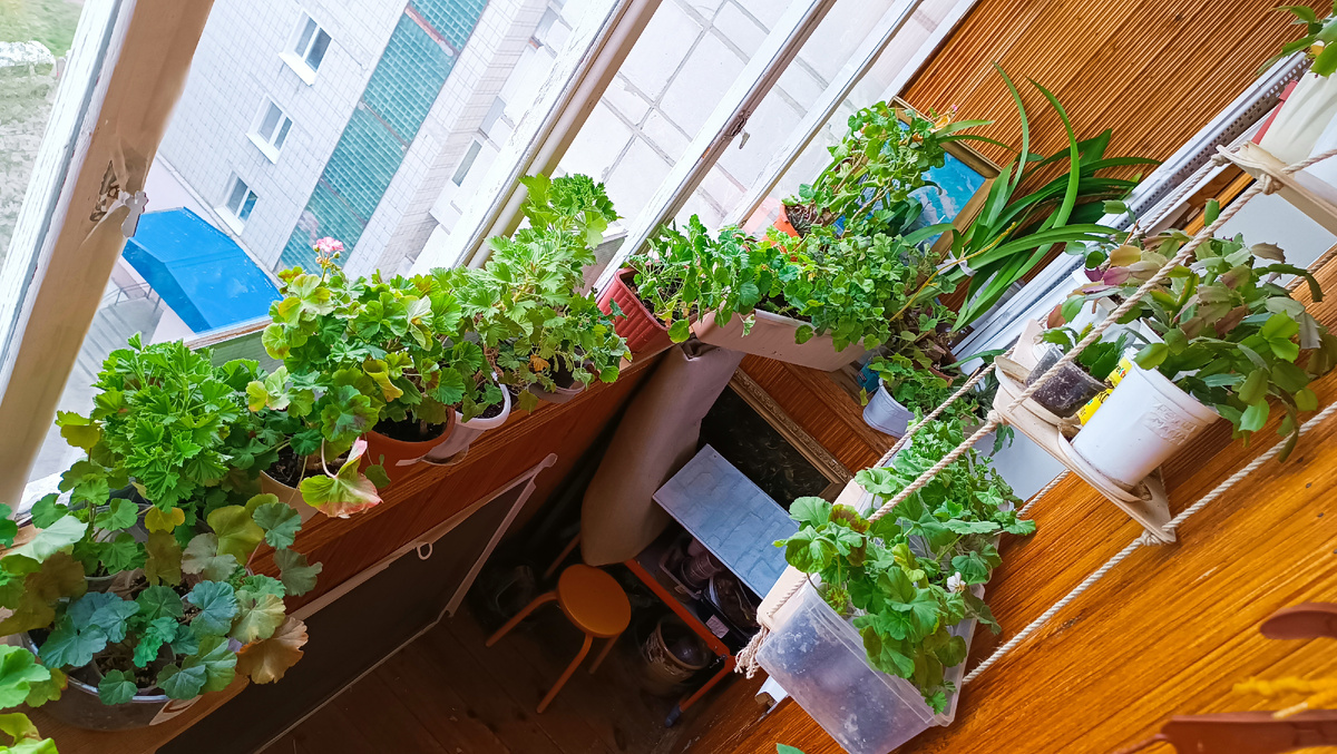 "Зелёное море тайги" 🌲🌳🌲о чем-то поет уже без всякого крыла самолёта. 