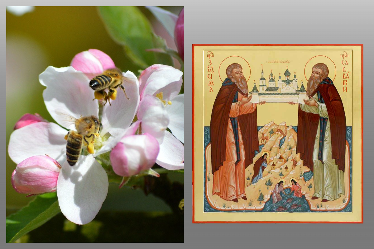 Икона Преподобный Зоси́ма Соловецкий/azbuka.ru, пчёлы/pixabay.com