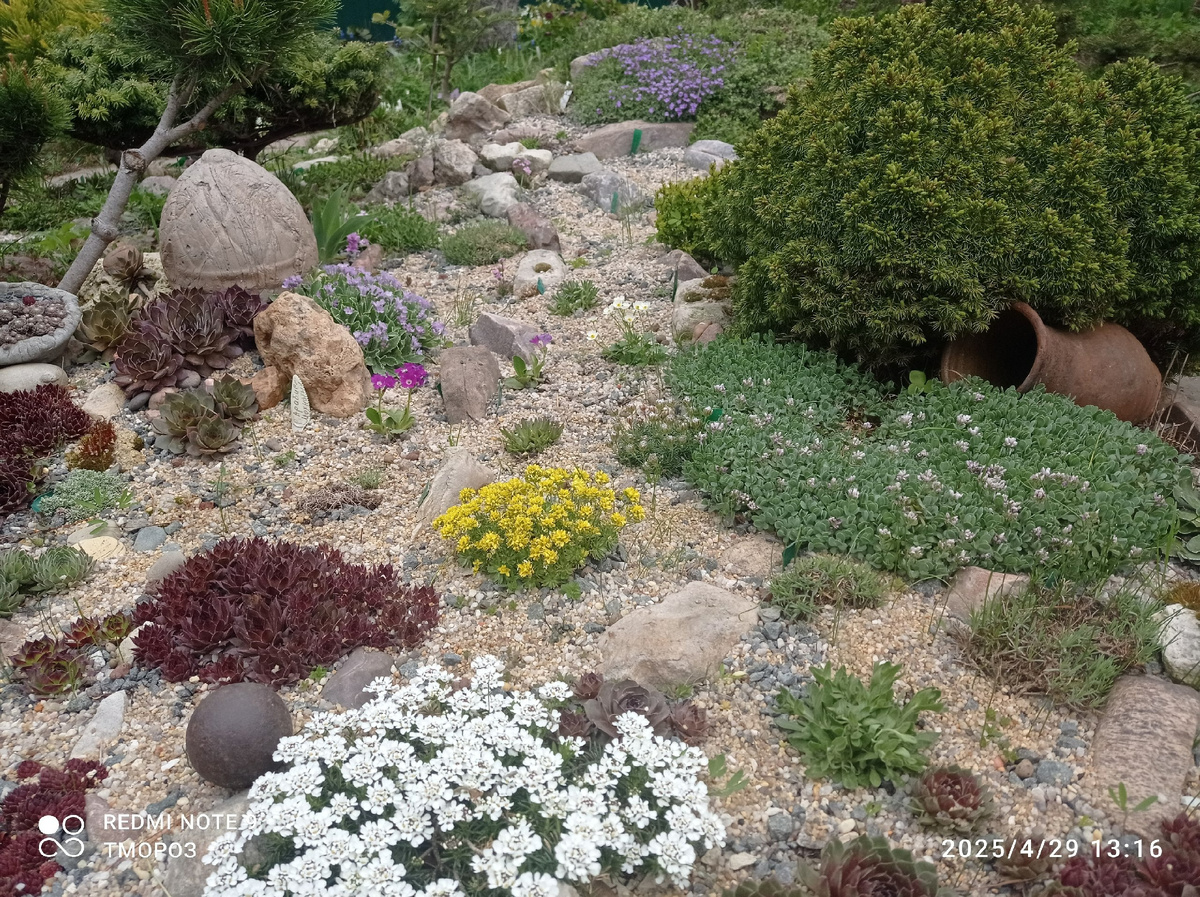 определила