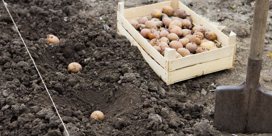 5 ошибок при посадке картофеля, которые снижают урожай