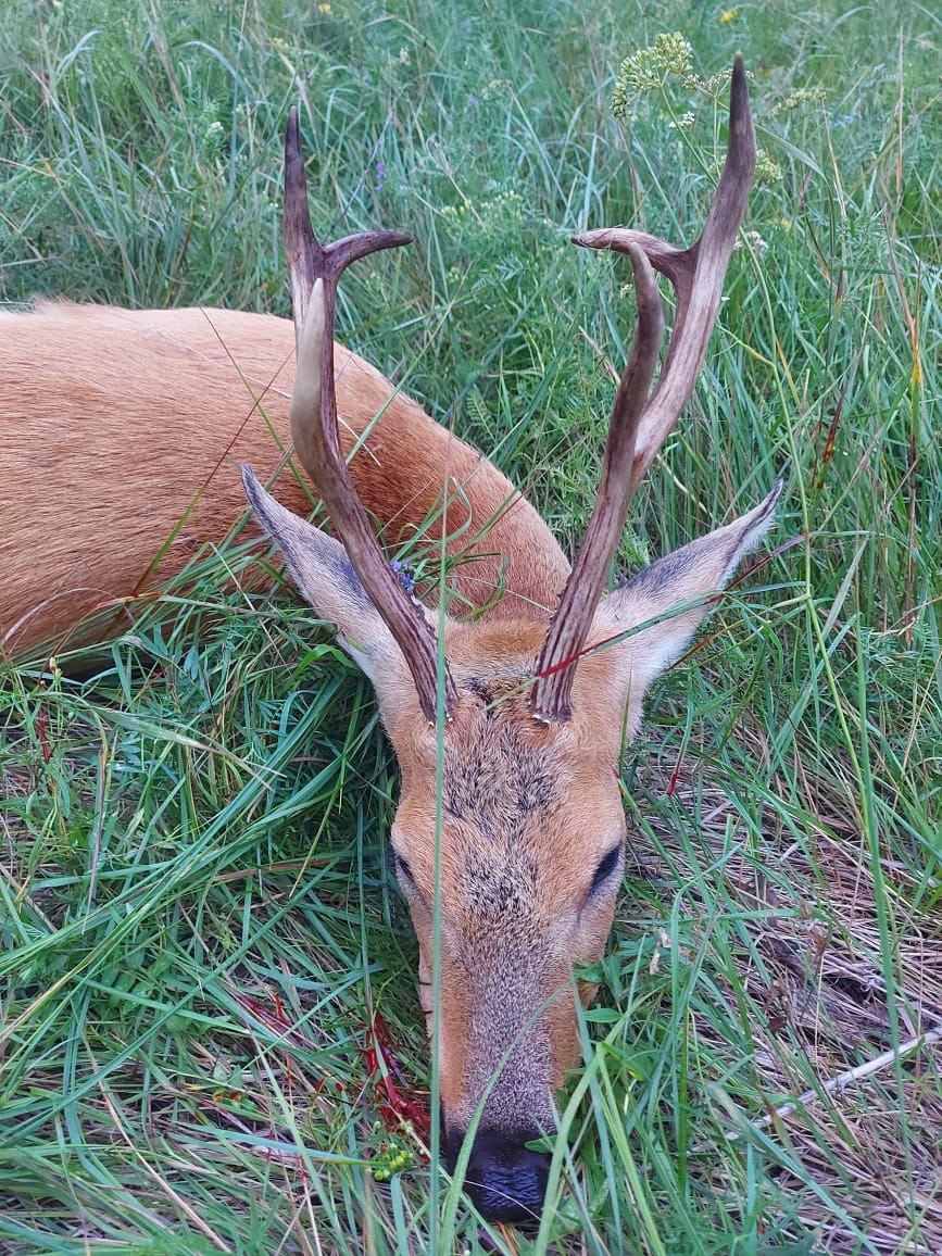 Открытие сезона на косулю с Tour-Hunt