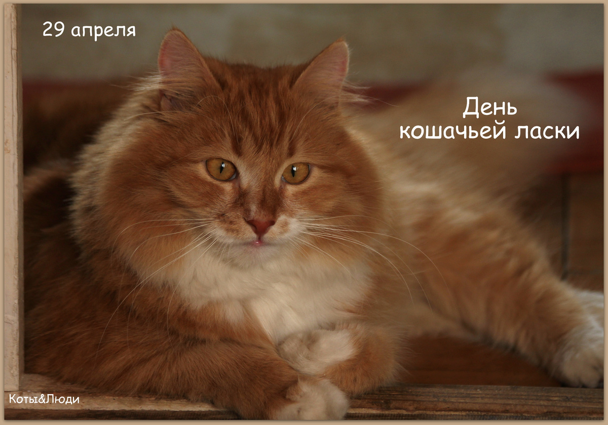 Коллаж автора. Фото кота Беши