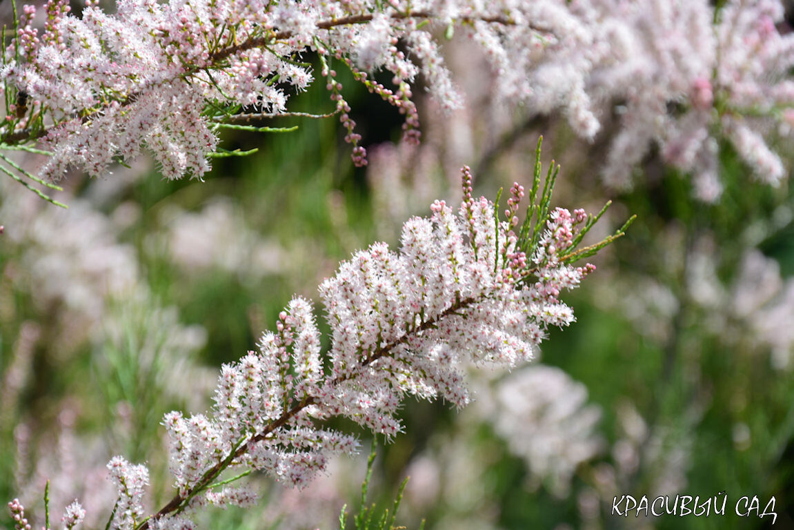 Тамарикс в моём саду. Фото: 29 апреля 2025 года