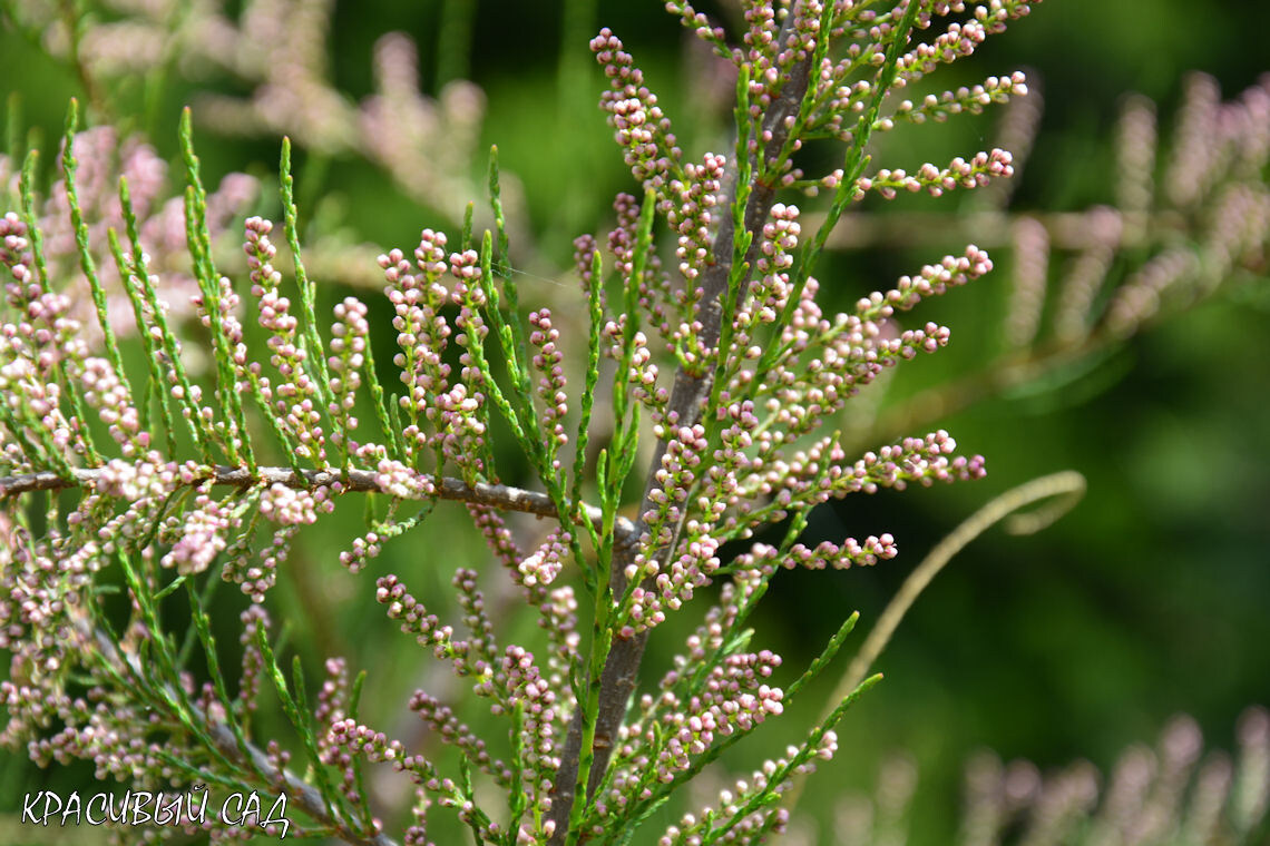 Тамарикс в моём саду. Фото: 24 апреля 2025 года